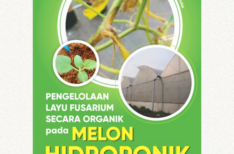 Pengelolaan Layu Fusarium secara Organik pada Melon Hidroponik