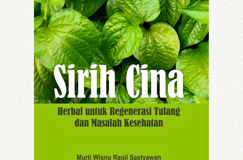 Sirih Cina; Herbal untuk Regenerasi Tulang dan Masalah Kesehatan