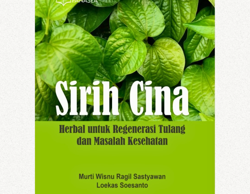 Sirih Cina; Herbal untuk Regenerasi Tulang dan Masalah Kesehatan
